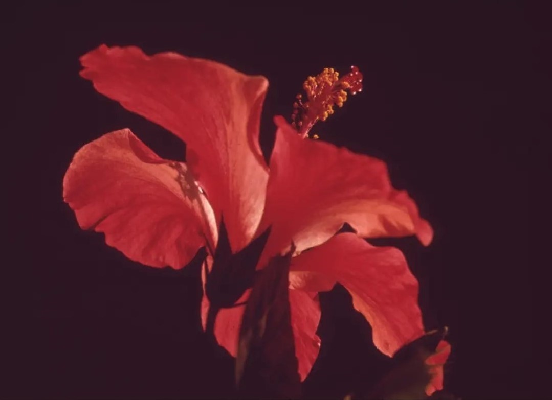 Fotografia de primer pla d'una flor vermella.